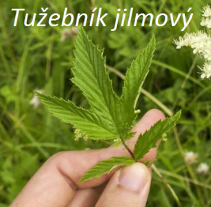 1531137297_tuzebenik-jilmovy-list.png