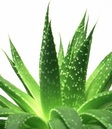 aloe-vera-ucinky-na-lidske-zdravi-ucinky-gelu-z-aloe