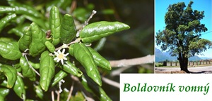 boldovnik vonny ucinky na zdravi co leci pouziti uzivani vyuziti davkovani co sbirame pestovania