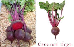 cervena repa ucinky na zdravi co leci pouziti uzivani vyuziti pestovani skudci a nemoci repy