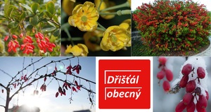 Dřišťál účinky na zdraví co léčí použití užívání využití pěstování