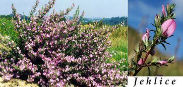 jehlice-ucinky-na-zdravi-co-leci-pouziti-uzivani-vyuziti