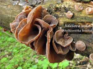 Jidášovo ucho boltcovitka bezová  účinky zdraví co léčí použití užívání využití dávkování pěstování kontraindikace