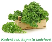 kaderavek kaderava kapusta ucinky na zdravi co leci pouziti uzivani vyuziti pestovani skudci a nemoci kapusty