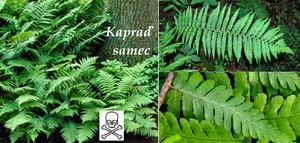 kapraď samec účinky na zdraví co léčí použití užívání využití dávkování co sbíráme pěstování