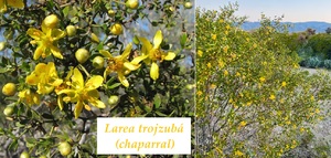 larea trojzuba ucinky na zdravi co leci pouziti uzivani vyuziti davkovani co sbirame pestovani