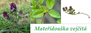 materidouska vejcita ucinky na zdravi co leci pouziti uzivani vyuziti