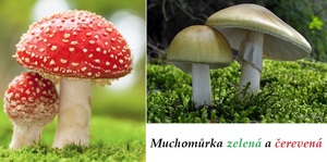 muchomurka cervena zelena ucinky na zdravi co leci pouziti uzivani vyuziti