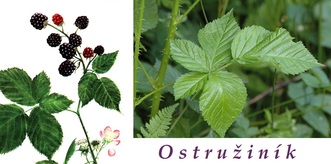 ostruzina-ostruzinik-ucinky-na-zdravi-co-leci-pouziti-uzivani-vyuziti