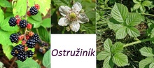 Ostružina ostružiník účinky zdraví co léčí použití využití dávkování pěstování škůdci nemoci ostružin