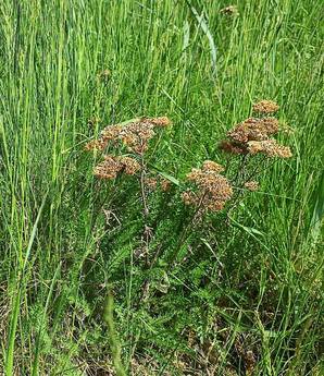 suche rostliny napoveda co rostlo minuly rok