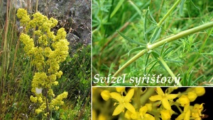 svizel syristovy ucinky na zdravi co leci pouziti uzivani vyuziti